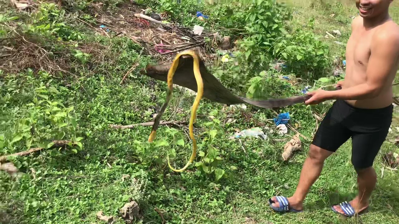 Philippine Cobra sa bukid