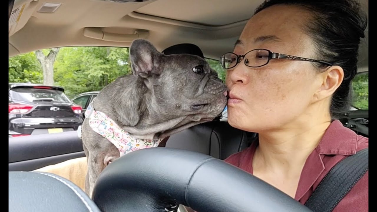 Cruising with my Frenchie - hot summer day through the park