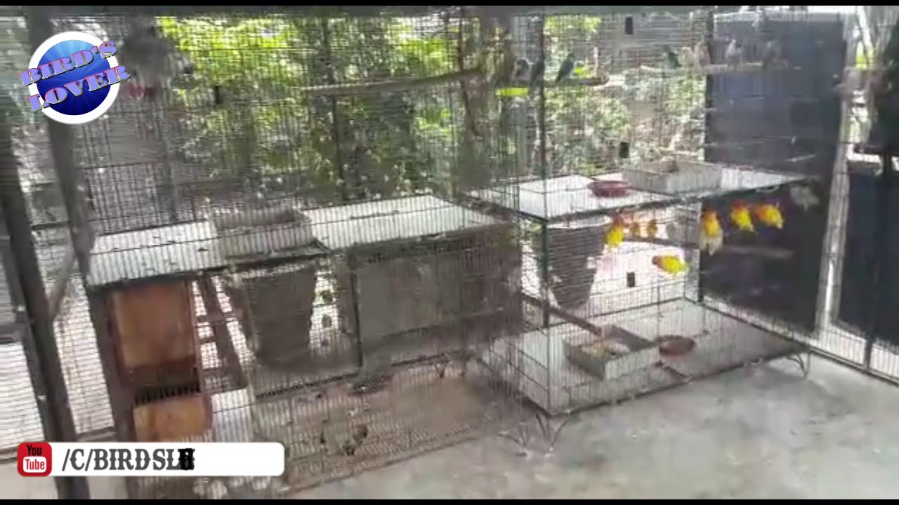 Amazing Birds Form In Pakistan. Exotic Birds setup in Pakistan. Video No. 208
