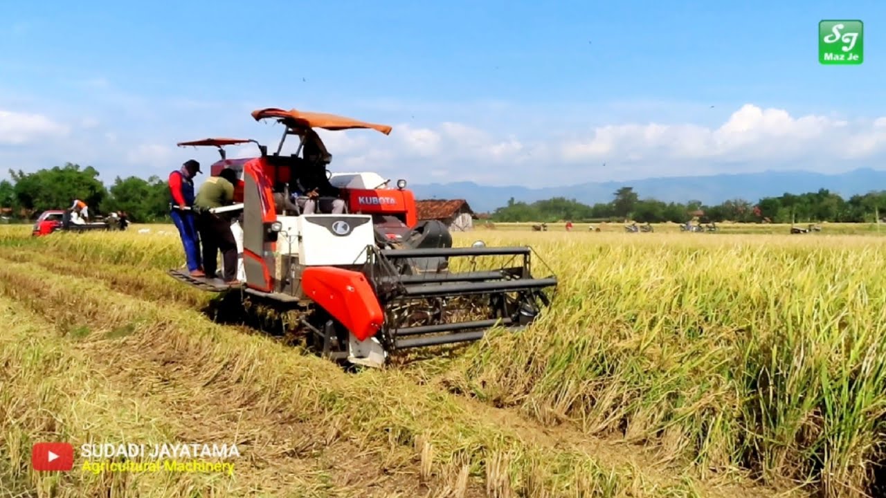 COMBINE KUBOTA DC 93 HARVESTING QUICKLY IN DRY LAND
