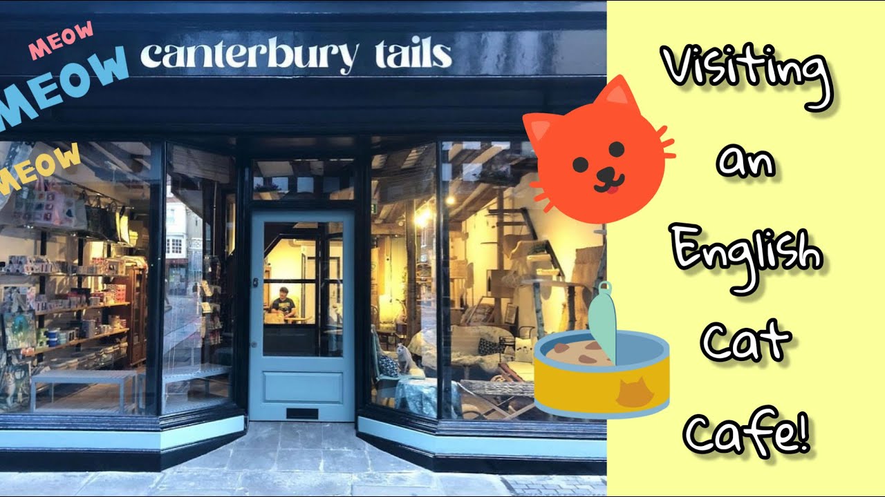 Visiting Canterbury Tails: an English cat cafe