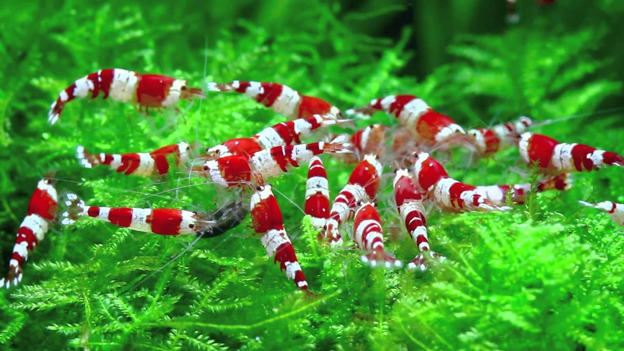 Chris Lukhaup 'Shrimping the UK' Tour 2015