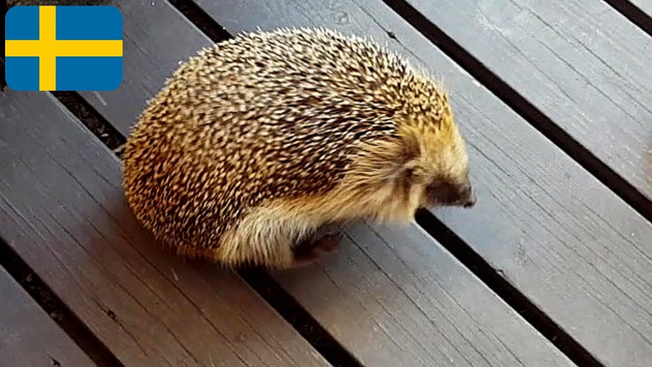 En modig och söt liten igelkott på besök