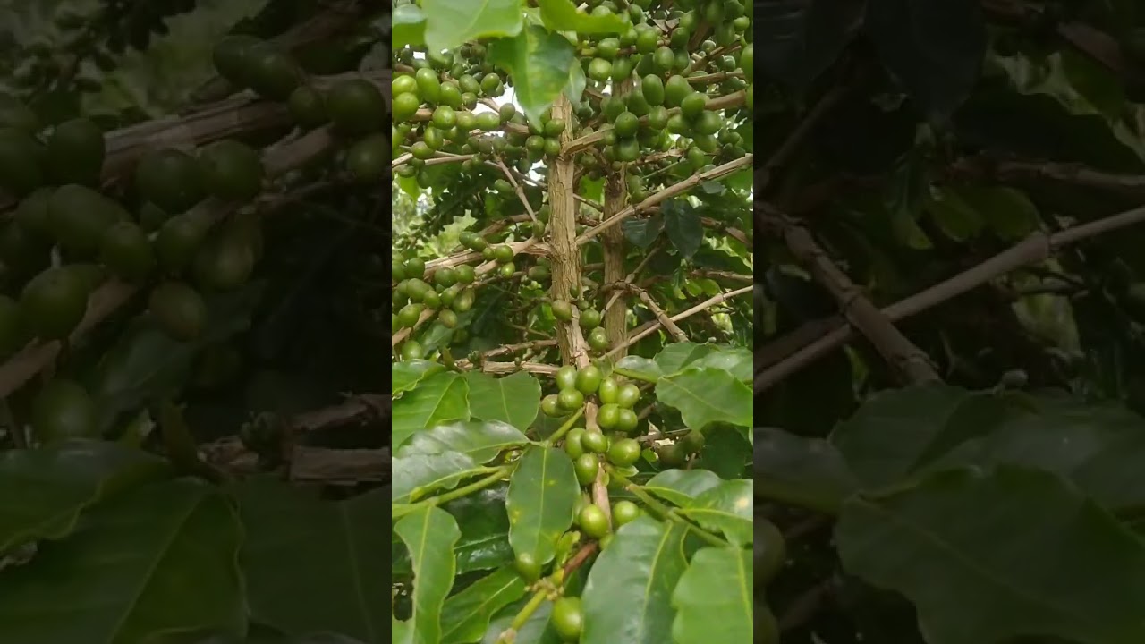 Arabika Ateng janda sedang berbuah lebat #kopigayo #kopi #video #viral