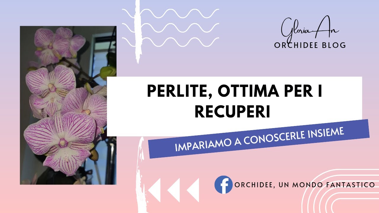 Perlite, ottima per recuperi di orchidee senza radici.