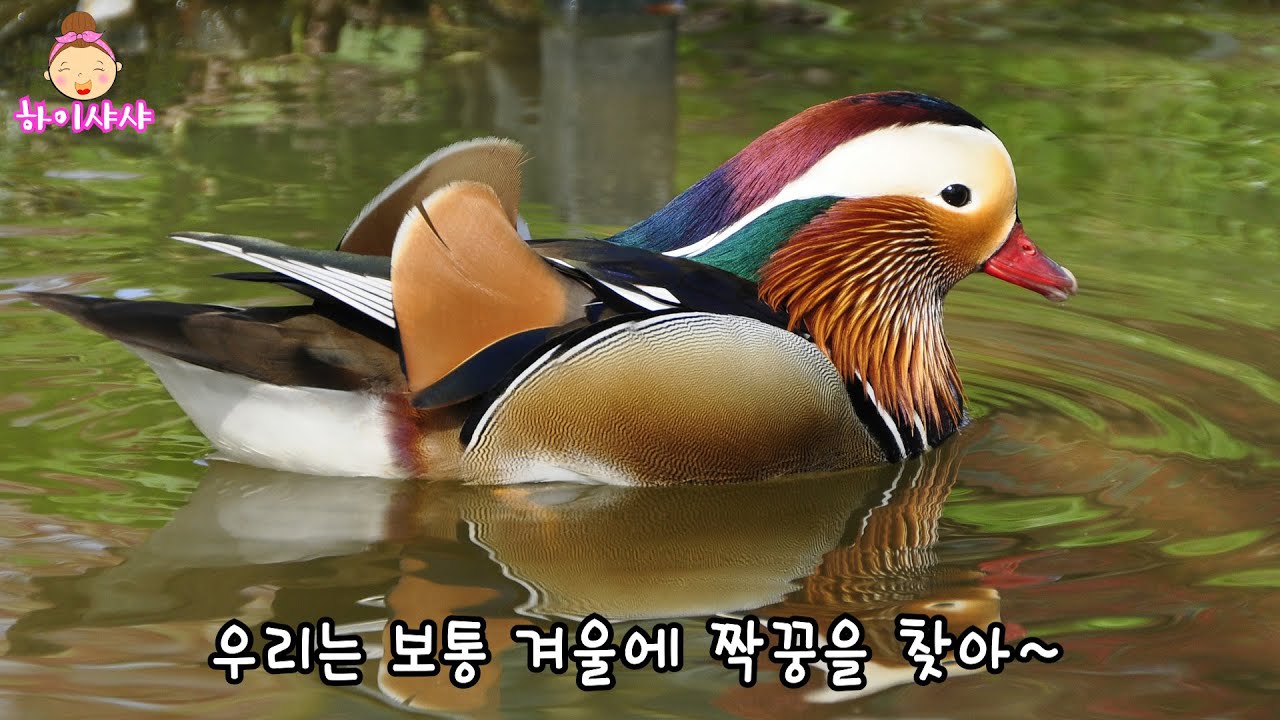 [오리] 과학도감ㅣ생생자연도감ㅣ유아자연관찰동화ㅣ과학동화ㅣ아기책읽어주기ㅣ자연관찰ㅣ오리 관찰ㅣ동물도감ㅣ엄마가들려주는자연관찰동화ㅣ프리미엄자연관찰ㅣ자연관찰시리즈-동물편