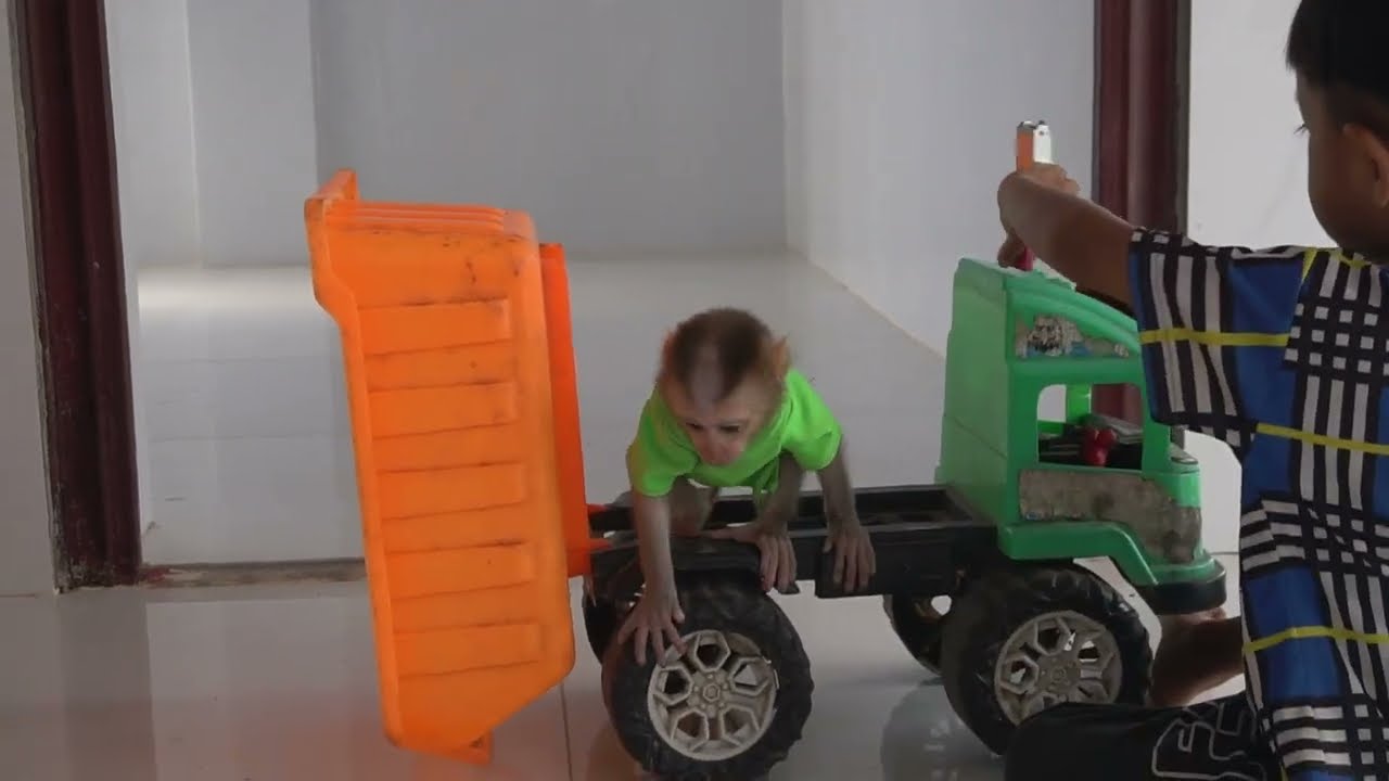 Cute baby Leo Monkey with his neighbor