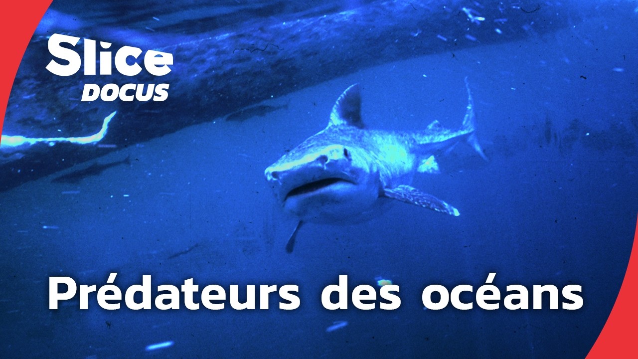 En chasse |  Episode 1: prédateurs des océans | SLICE Docus