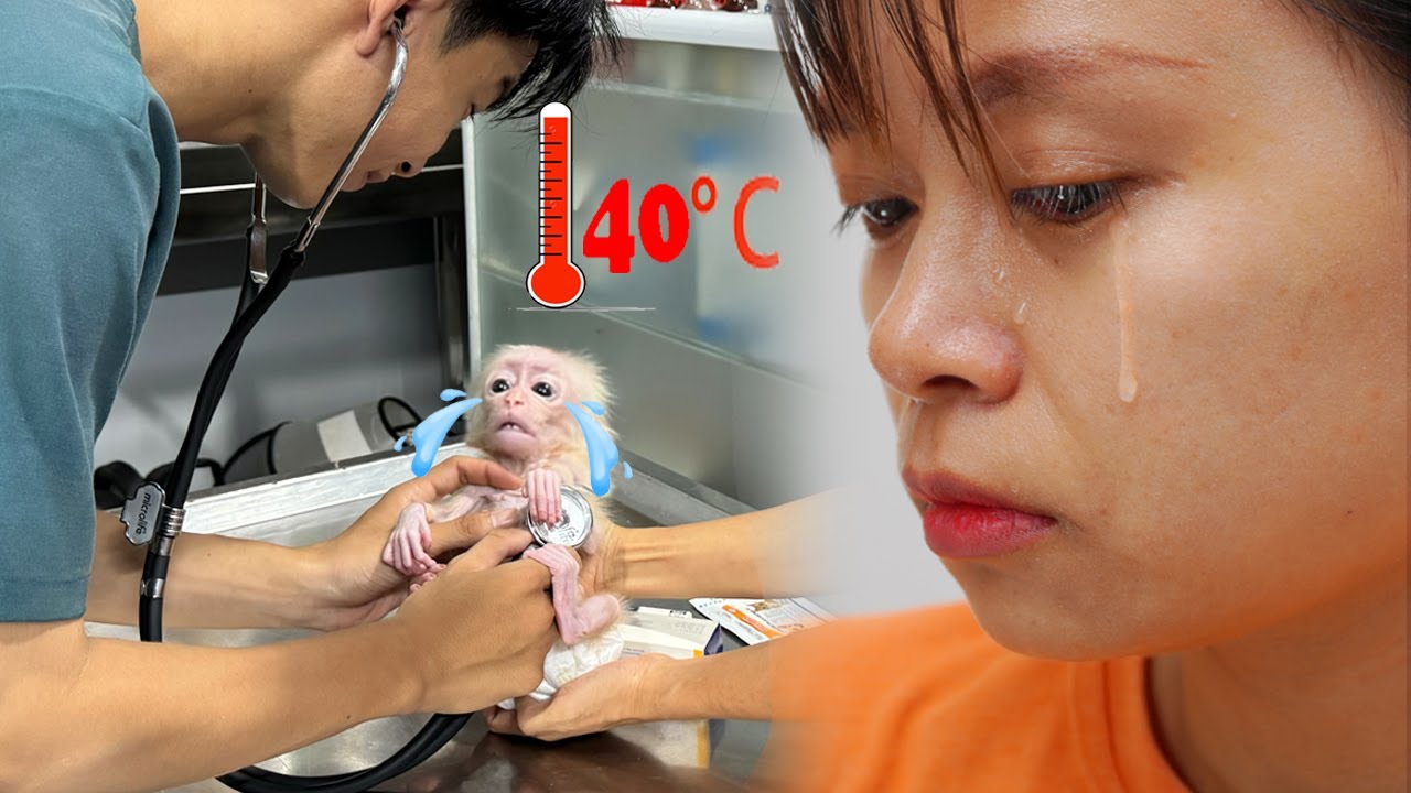 P2. Mother cried when the doctor said the baby monkey was seriously ill