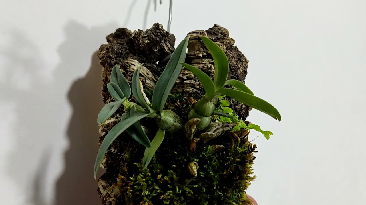 Dendrobium bellatulum, Dendrobium Jiaho Candy