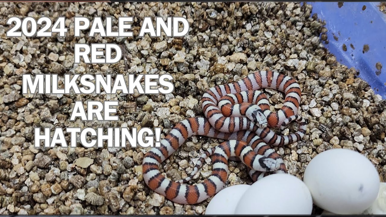 HATCHING SEASON has begun! Milksnakes are first to pop.