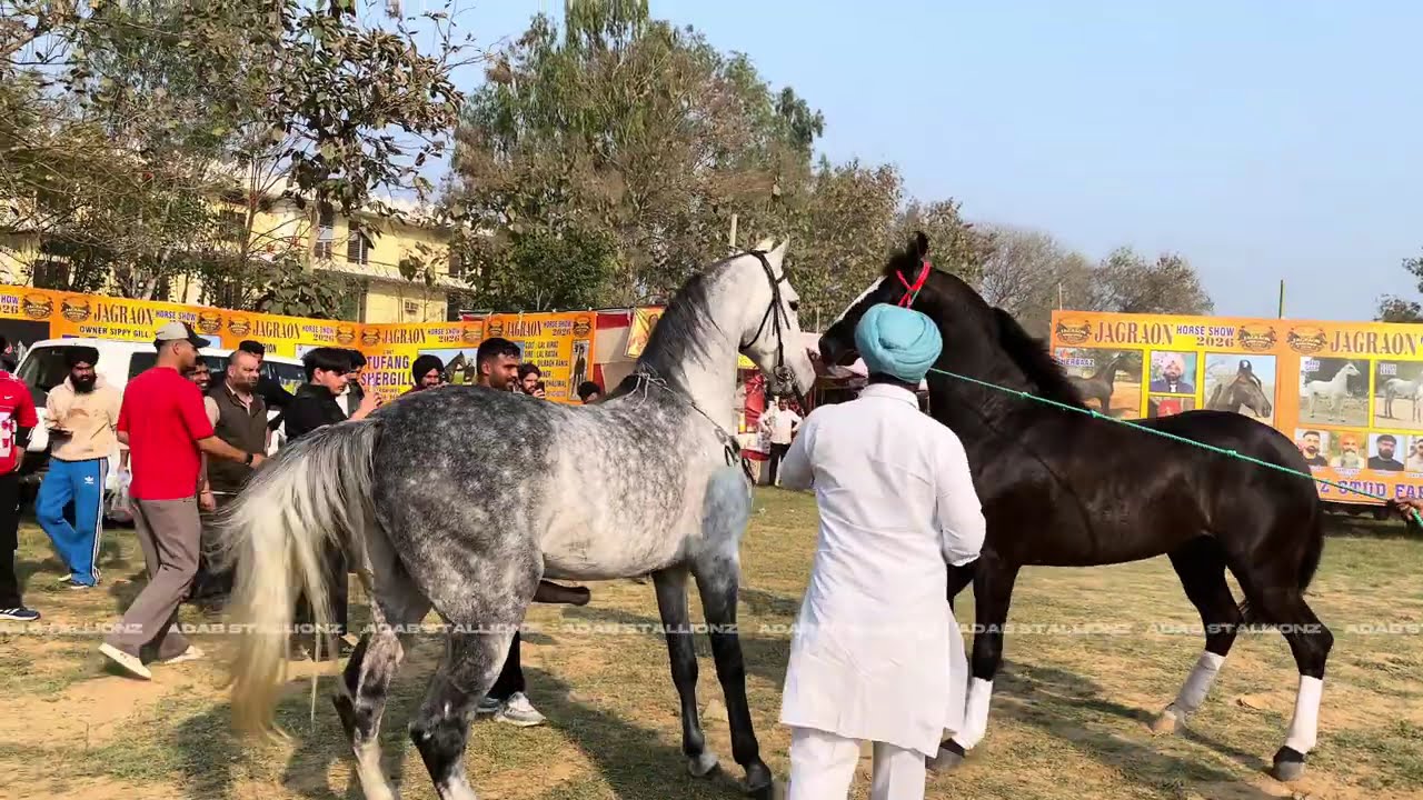 ਪਰਸੇਨ ਤੇ ਸੁਹਾਨ ਨੇ ਸਾਰਾ ਸ਼ੋਅ ਹਿਲਾ ਦਿੱਤਾ ,Suhan ,Jabarjung ,Patwari( Super Display  ) @adab_stallionz 