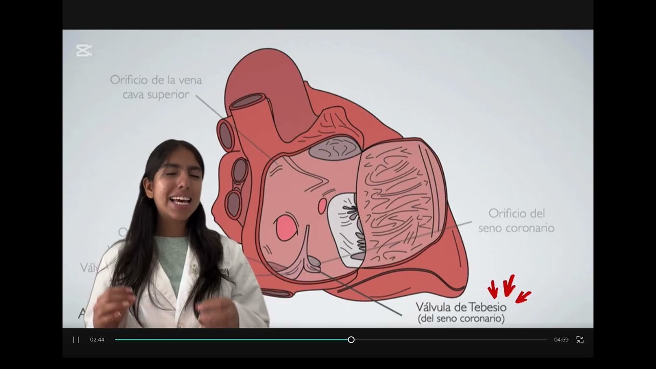 Cardio Portafolio 1 - Seno Coronario