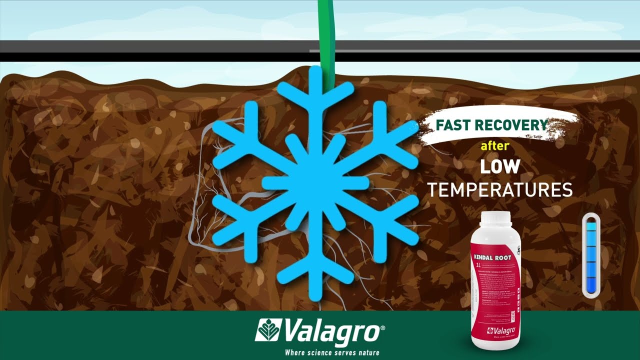 Kendal Root Valagro