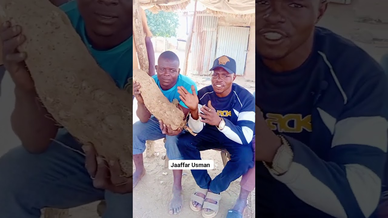 Yam readily available for you at Niger State takilafiya LAPAI L.G Area.