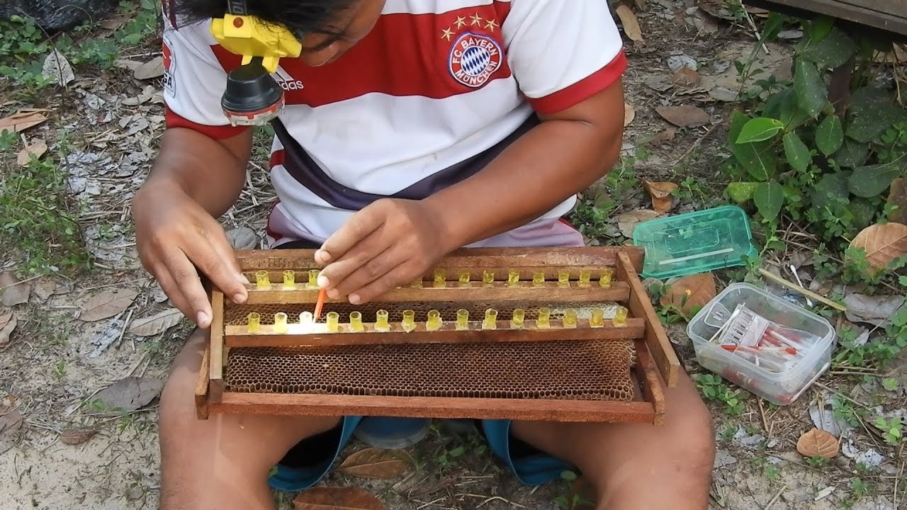 How to make queen rearing| How to make queen bee| Queen rearing | ការបង្កើតស្ដេចឃ្មុំ