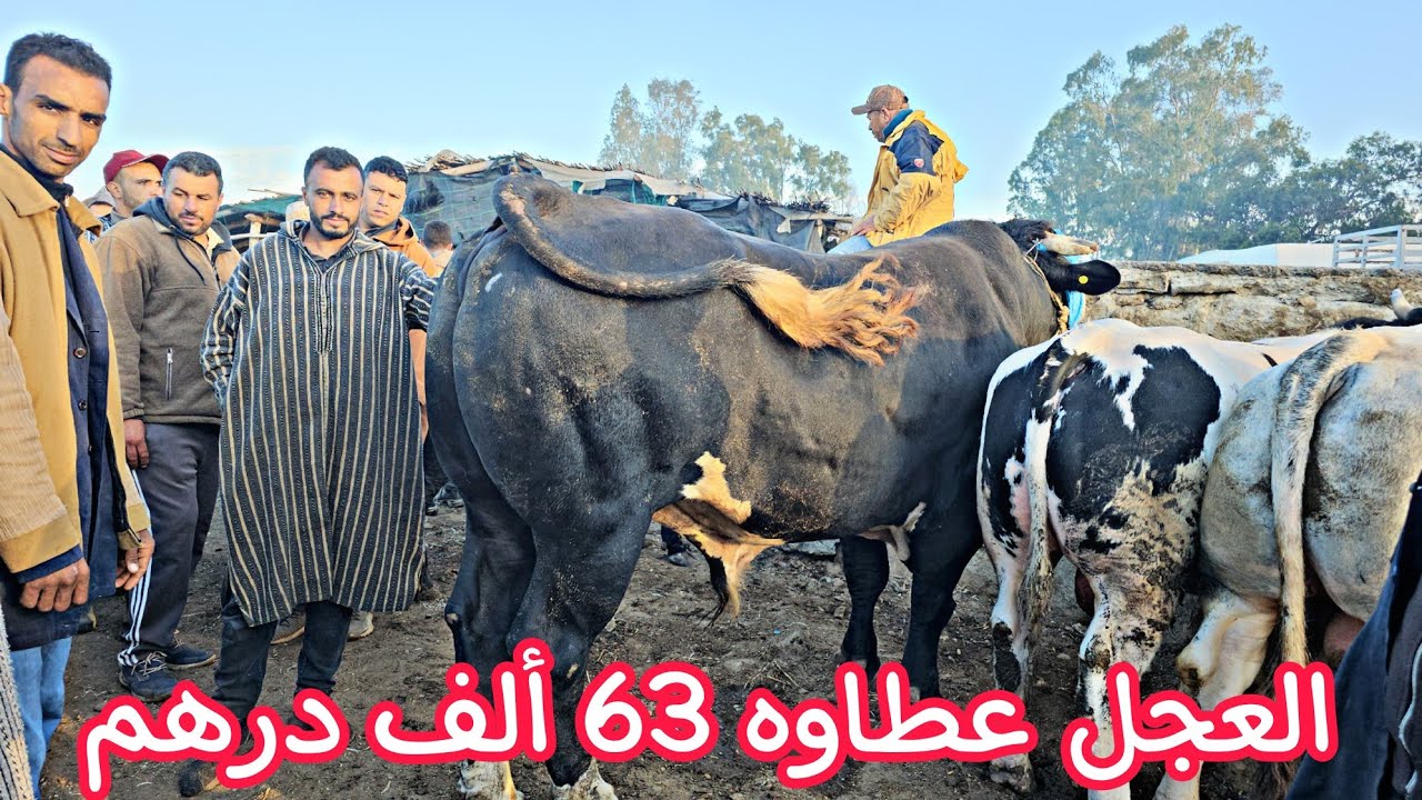 6 المليون 60 ألف عطاوها في العجل في سوق الخميس سلا السهول 25\04\2024 مع الأثمنة عجول خيالية