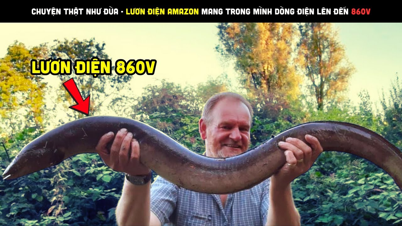 Chuyện Thật Như Đùa - Lươn Điện Amazon Mang Trong Mình Dòng Điện Lên Đến 860v | Review bắt hải sản