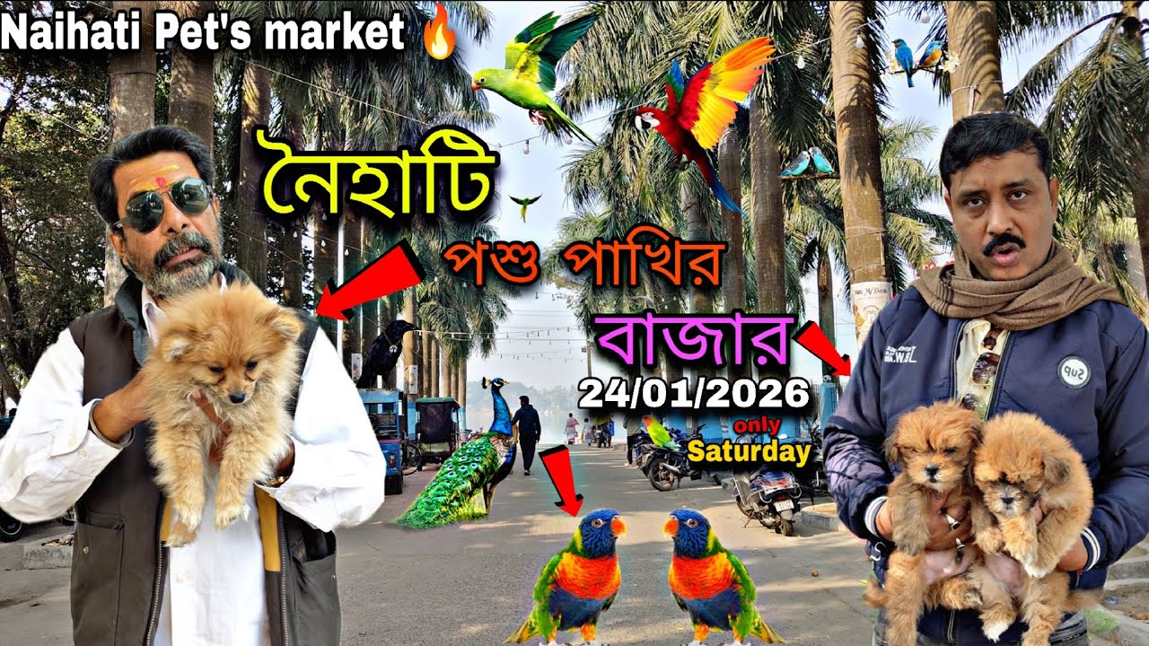 নৈহাটি পশু পাখির বাজারে শুধু Hand Feeding পাখি😲#Myworld#petsvlog 