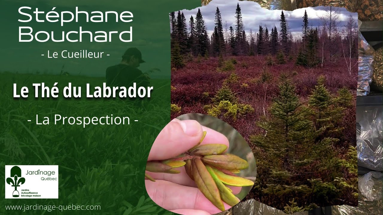 THÉ DU LABRADOR IDENTIFICATION - AVEC STÉPHANE BOUCHARD LE CUEILLEUR