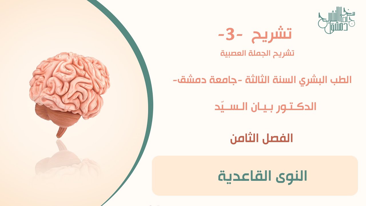 تشريح 3 | الفصل الثامن | النوى القاعدية | د. بيان السيد