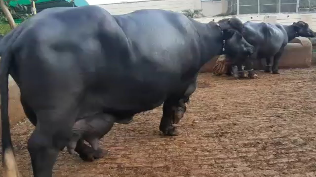 (Part4)Top level Breeder in Multan Punjab || Hajji Shouqat Dogar