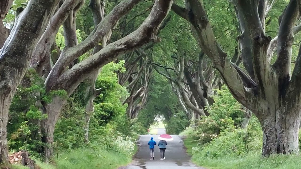 The Dark Hedges | Ballymoney, Northern Ireland