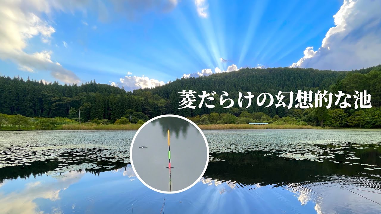 水草がすごい池は魚の多さもすごくてよく釣れる【長野県長野市 広瀬ふれあい公園 軍足池】