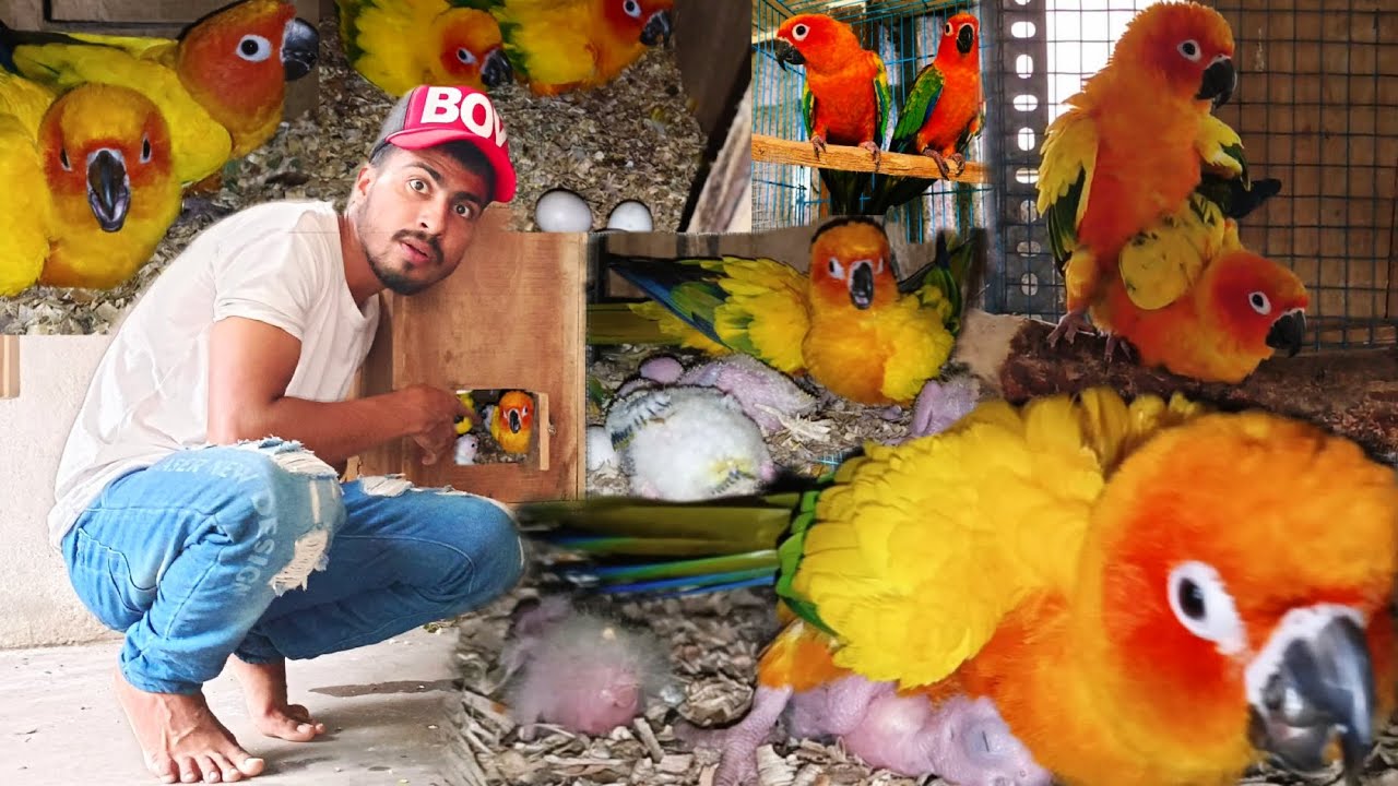 sun conure se kaise breeding Lena chye/sun conure information video/sunconure bird breeding tips
