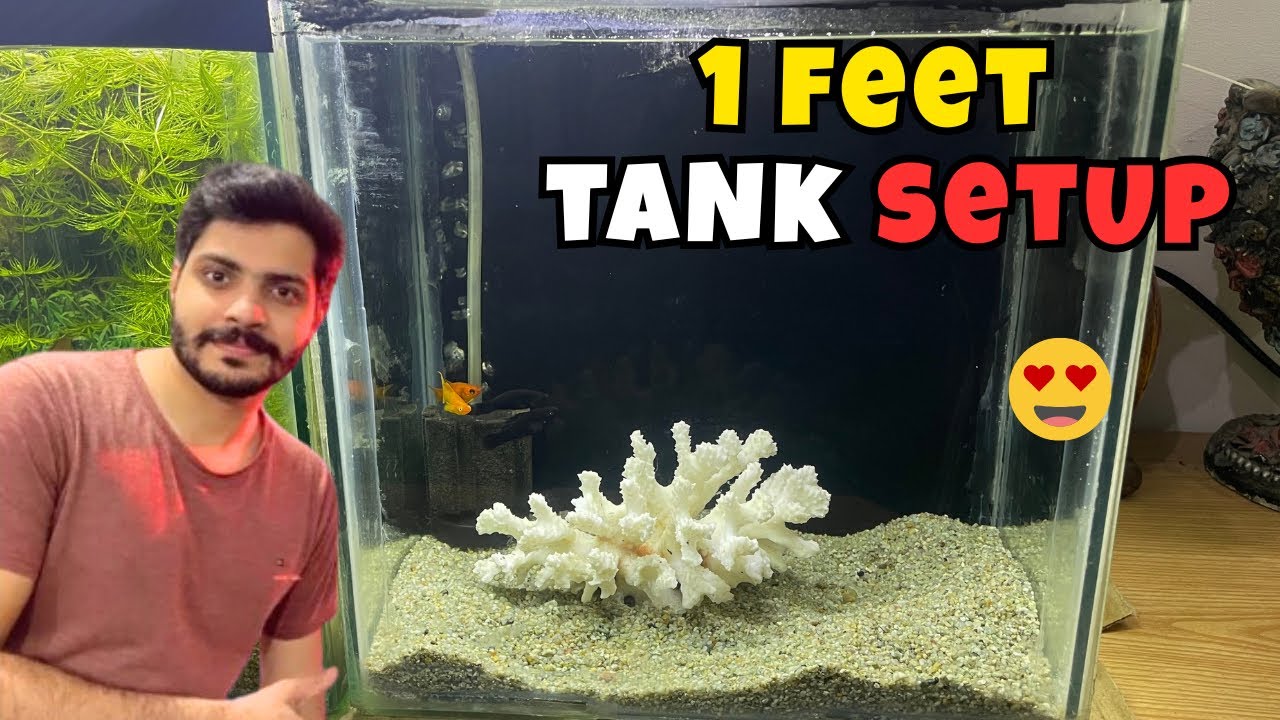 1 feet Tank Setup - Nano tank for moli fish | Mini Aquarium Ideas 🐟🐬😍