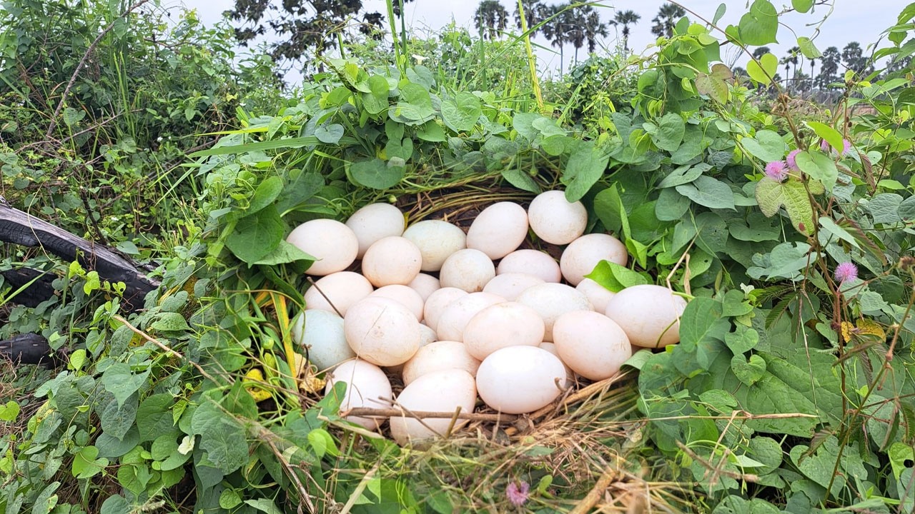 BEST UNIQUE FINDING!  pick a lot of eggs and snails on the tree stump pick a lot Best by han