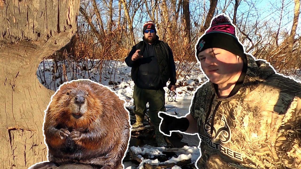 Trappin MEGABEAVER with Duke 330 Traps and Trapper J Lures!!!