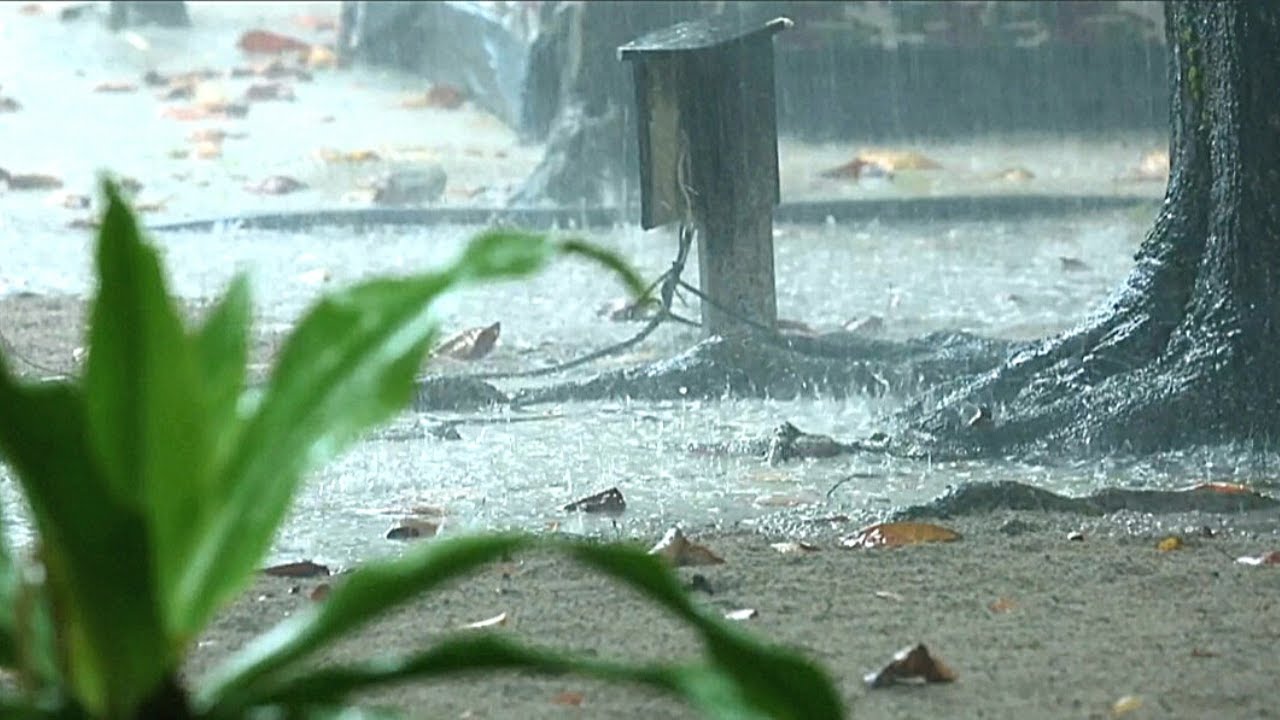 Som de Chuva e Trovão na Fazenda - Som de Pássaros