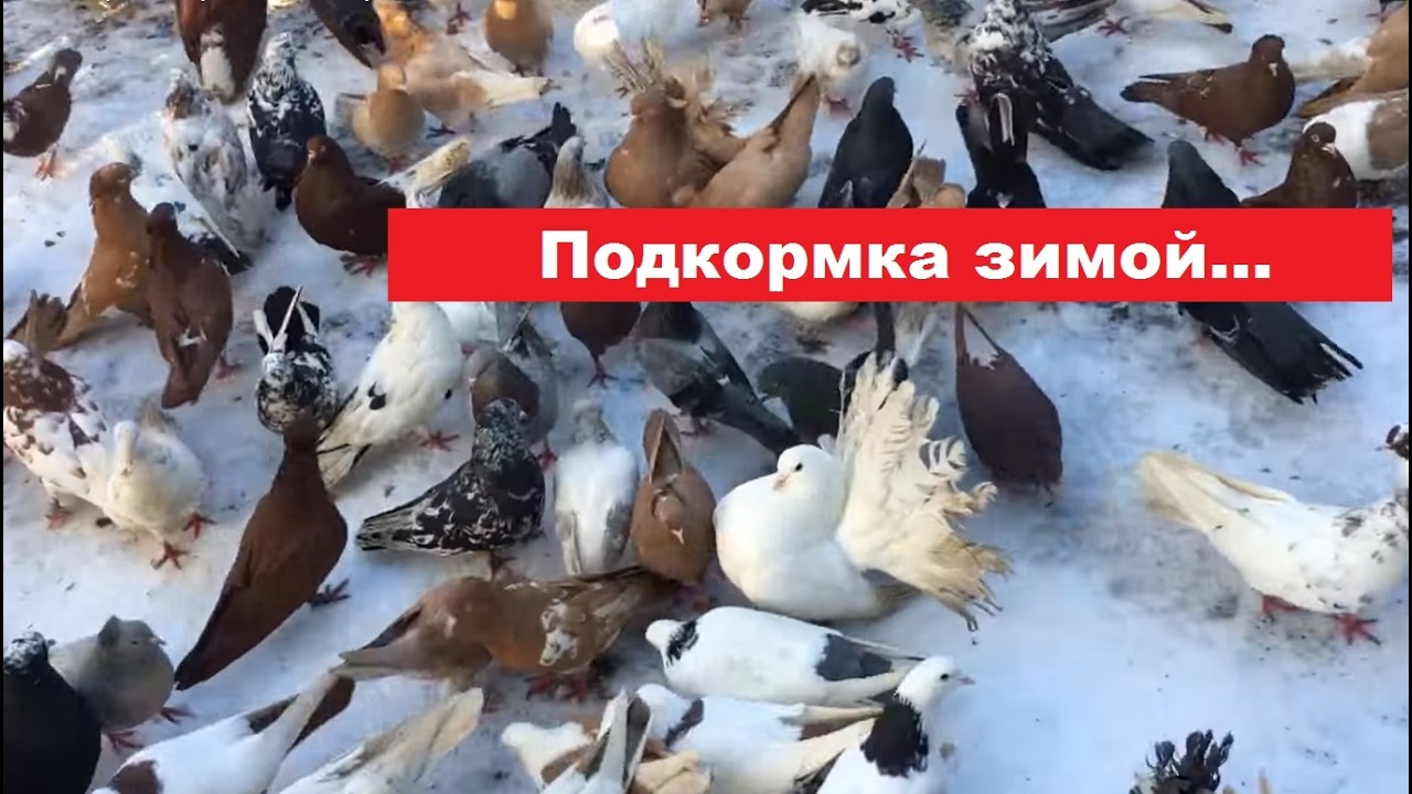 Чем еще можно подкормить голубей в зимний период?