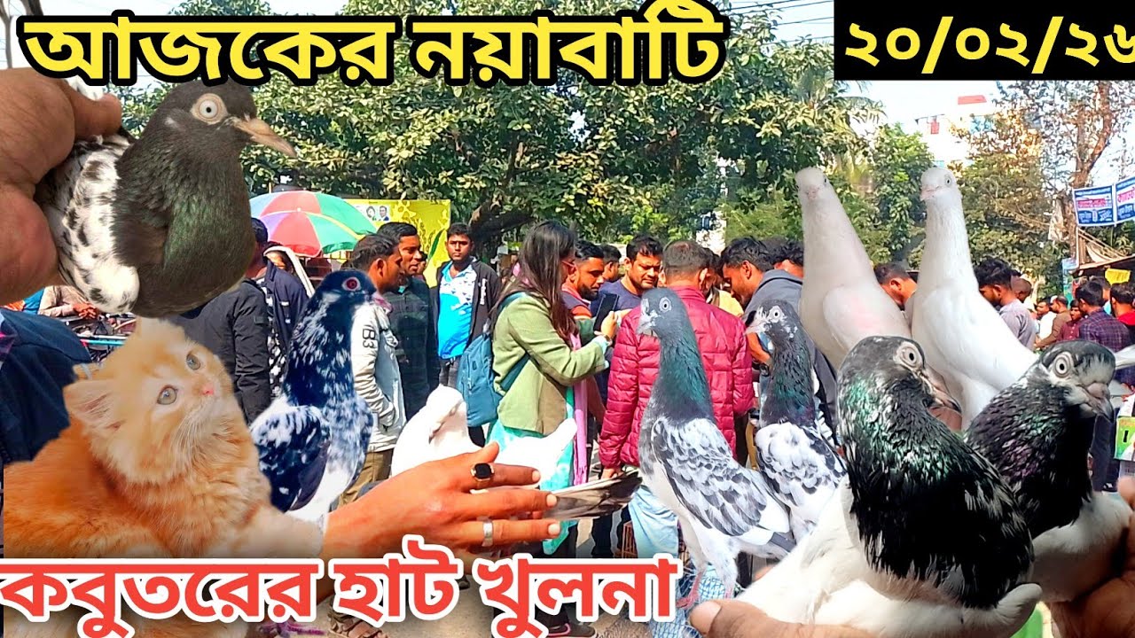 সবথেকে বড়ো কবুতরের হাট খালিশপুর নয়াবাটি(পর্ব১৯৫)largest pigeon market in khalishpur noyabati #pigeon