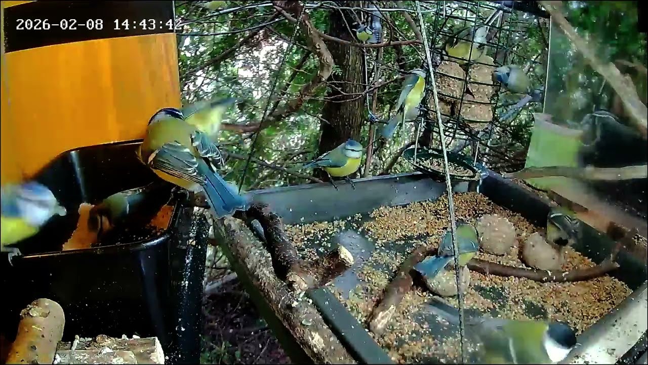 Früher Nachmittag, an der Nuss-Tanke ist viel los, Teil 2 (08.02.2026)