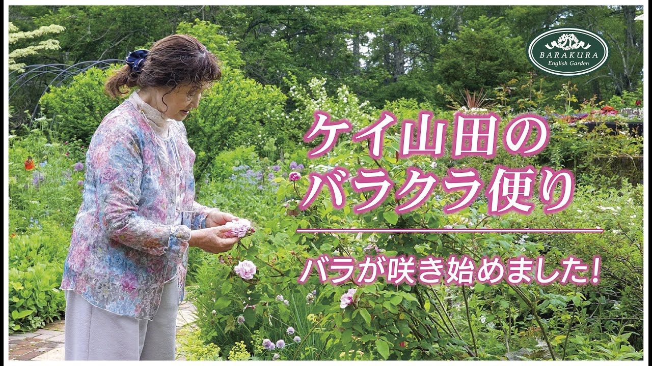 ケイ山田のバラクラ便り 〜バラが咲き始めました！ 〜 | 蓼科高原バラクライングリッシュガーデン