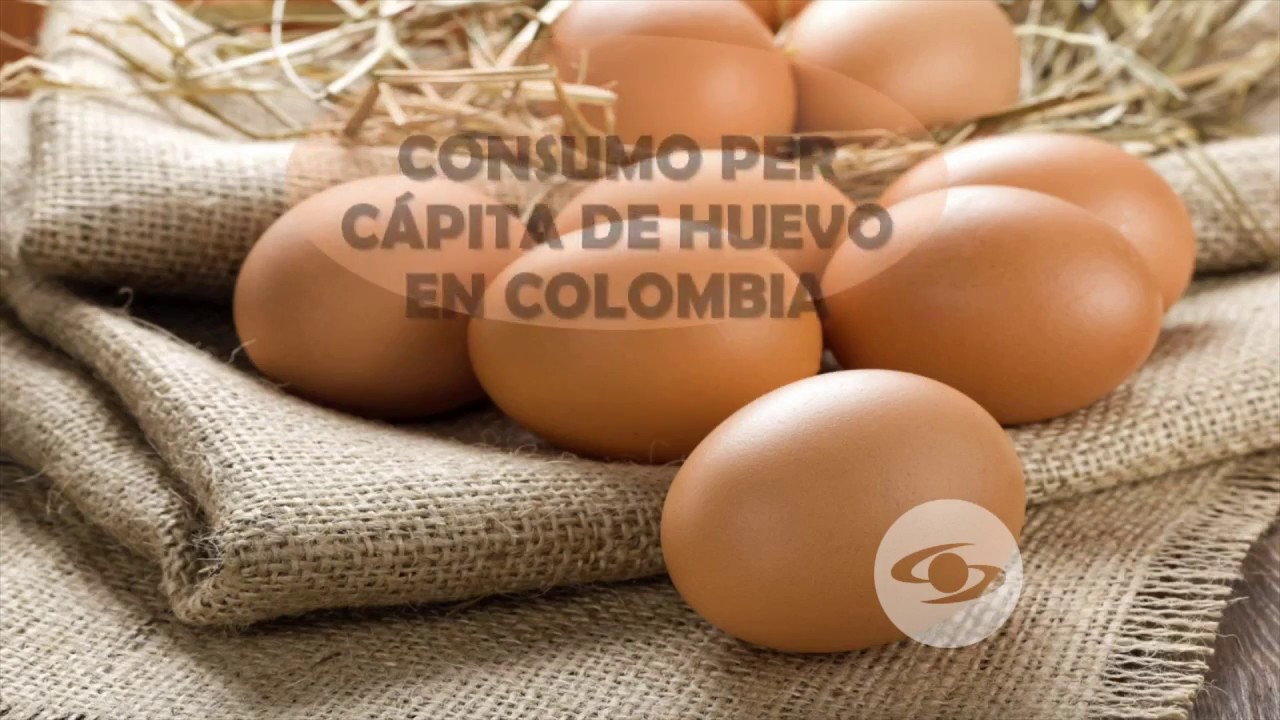 Comportamiento de las gallinas black label y lohman brown | La Finca de Hoy