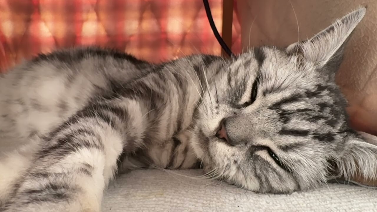 猫のクレアの得意技のうたた寝を披露する動画