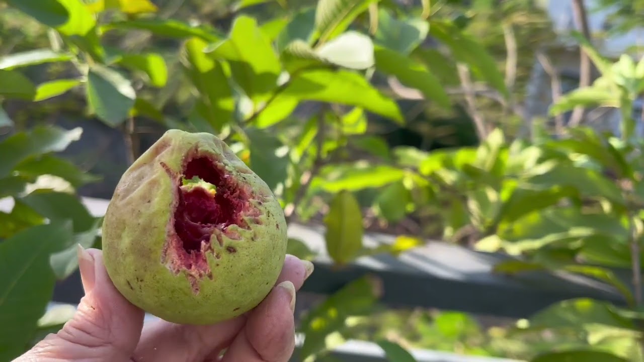 #98-Thu Hoạch Trái Cây Và Rau Trên Vườn Sân Thượng Tầng 3 🪴