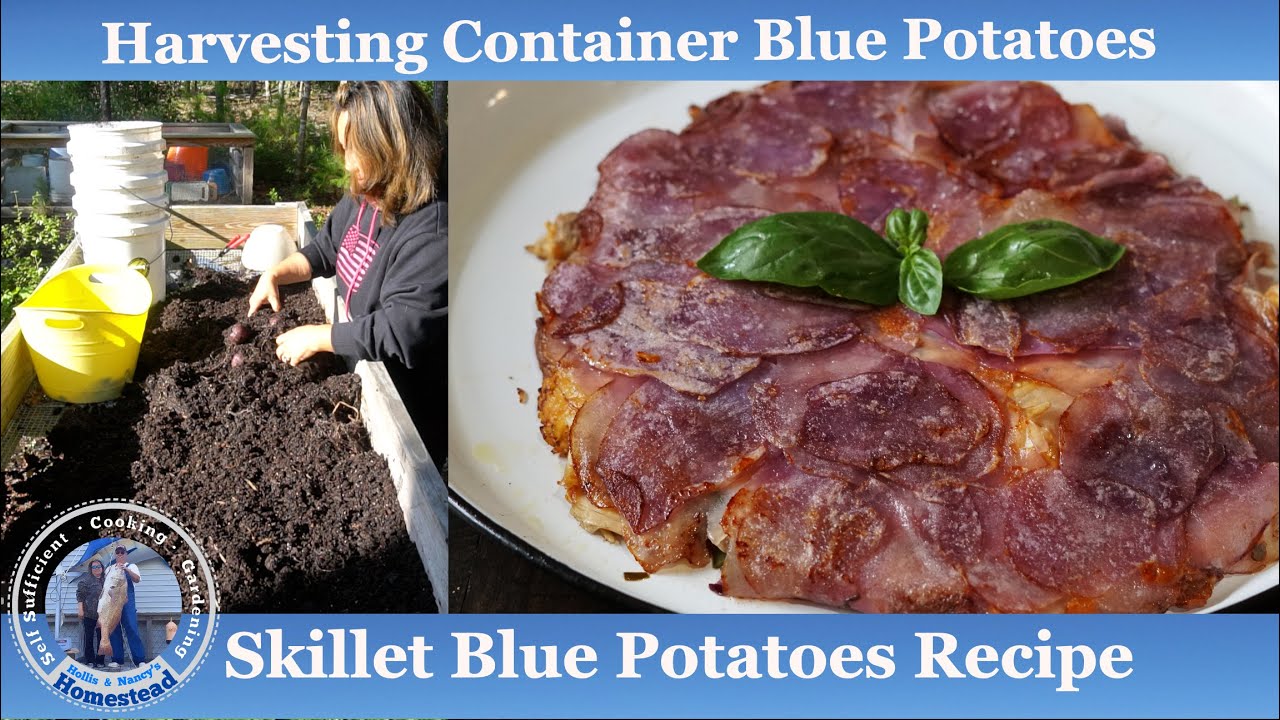 Delicious Pan Fried Potatoes, Harvest to Table