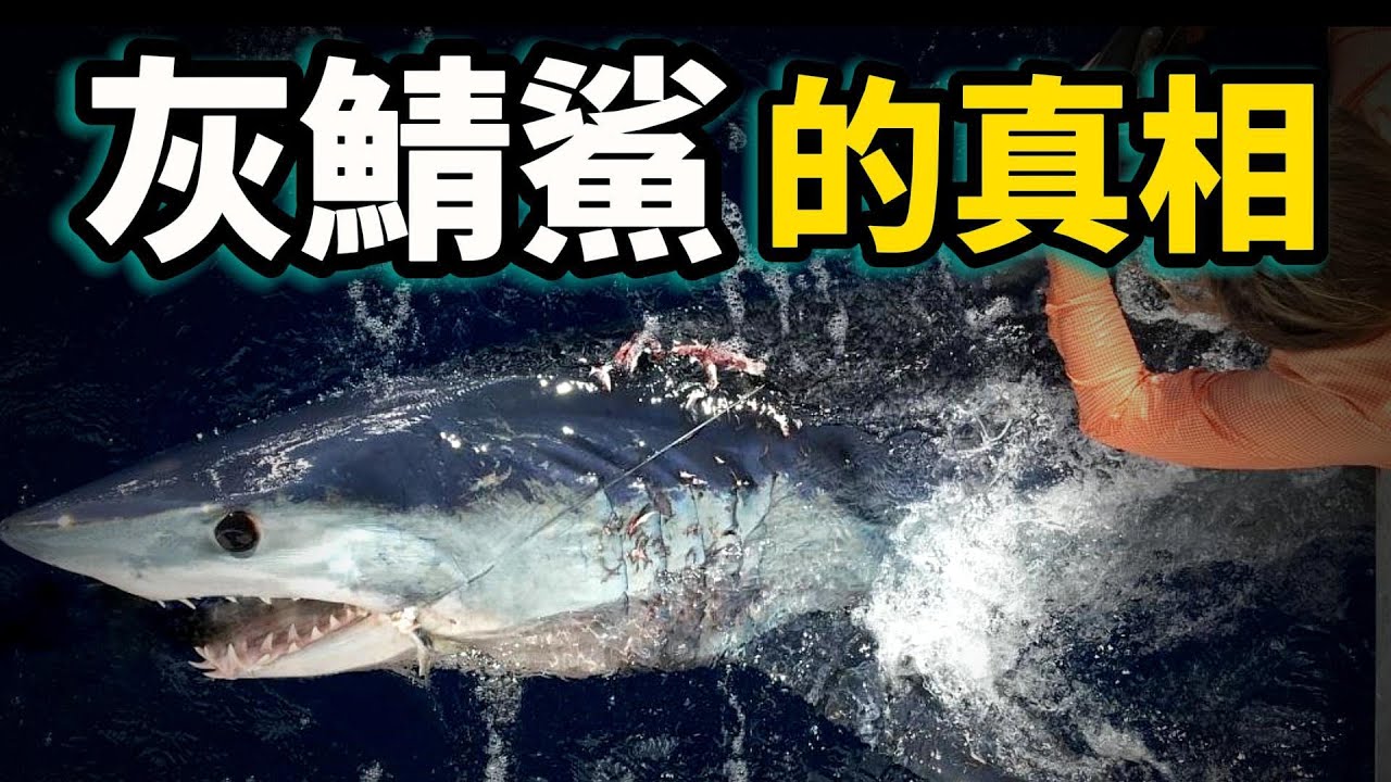 它是世界上最快，最聰明的鯊魚，是劍魚的剋星，同時又是最好吃的鯊魚！