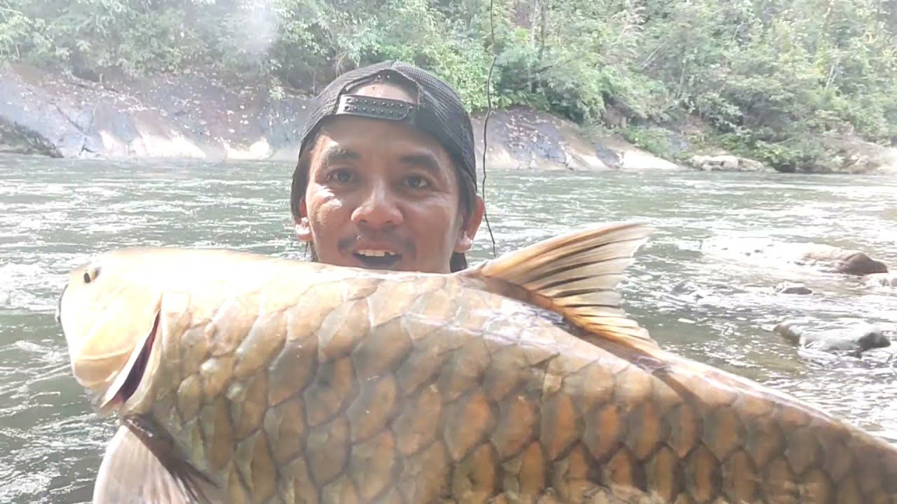 Ampun..!! Sampai kualahan tarik-menarik dengan mahseer monster yang lagi ngamuk