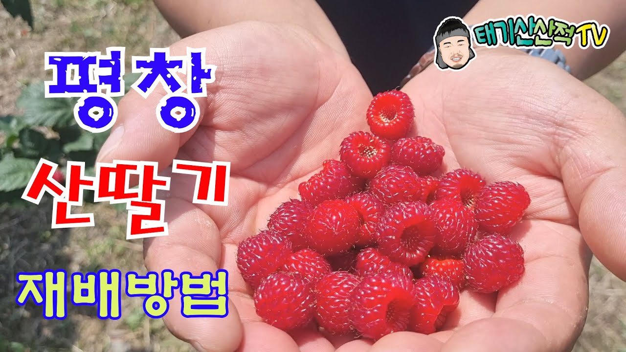 평창 산딸기 재배 기술의 모든것 알려드림,품격이 다른 맛있는 높이 평창 산딸기 추억의 그맛#구매문의 033 332 0720#평창푸드통합지원센타#산딸기#평창#황창연신부님#생태마을#
