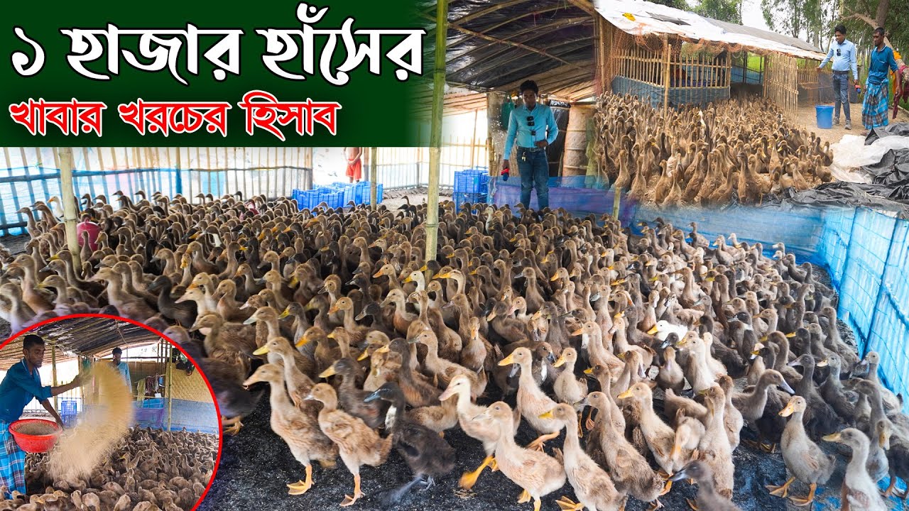 ১ হাজার হাঁসের খাবার খরচের হিসাব | হাঁসের খামার | Duck farming | Khamar Bangla 24.