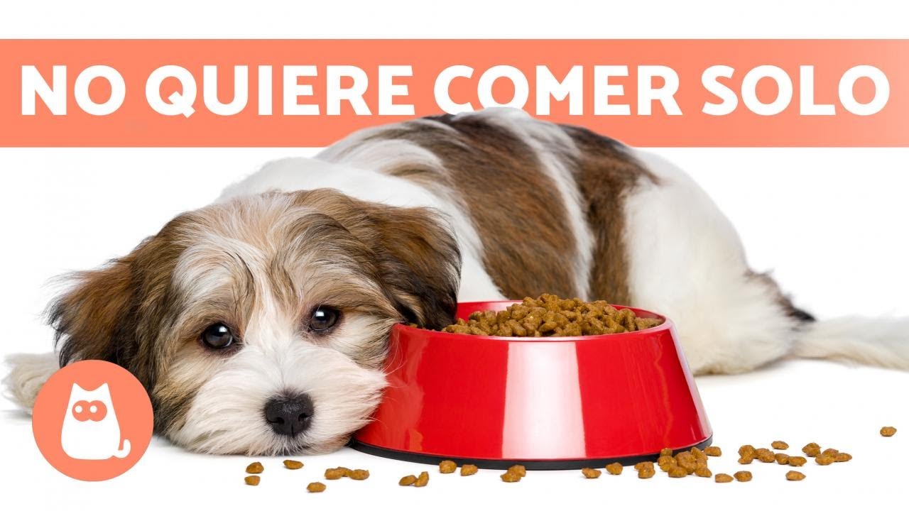 Mi PERRO NO COME si no ESTOY YO 🐶🧍🏻‍♂️ (4 Causas y Soluciones)