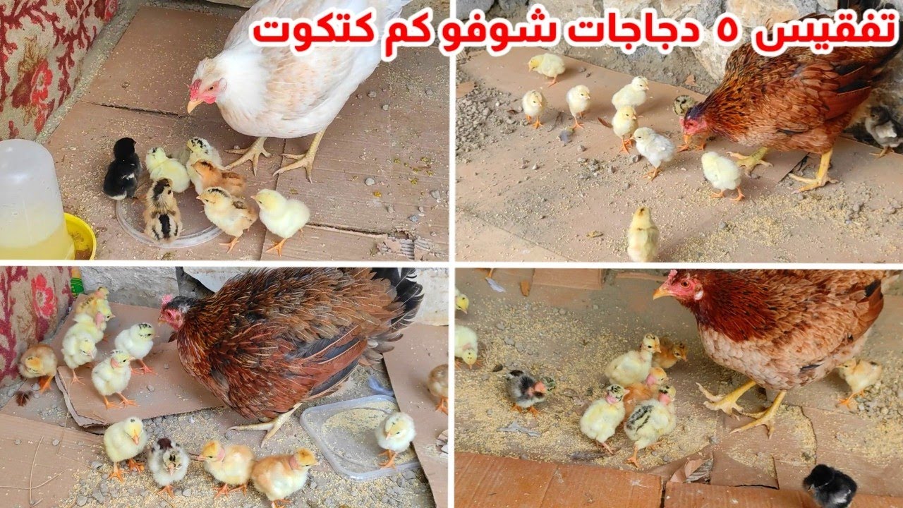 المزرعة صارت بس كتاكيت 😂 فقسن ٥ دجاجات بنفس اليوم + استقبال الكتاكيت بعد التفقيس