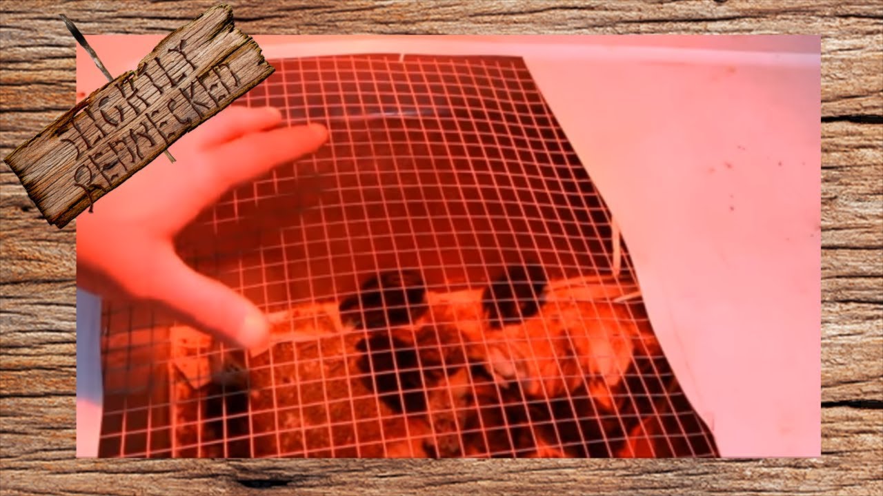 When to Remove the Heat Lamp From Baby Quail - The SR Quail Update 4-17-18