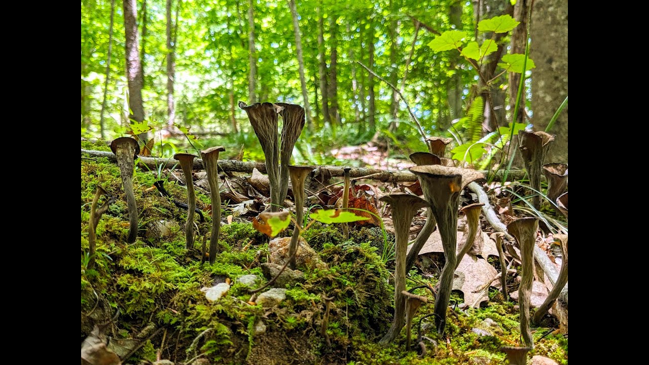 How to find and identify black trumpet mushrooms!