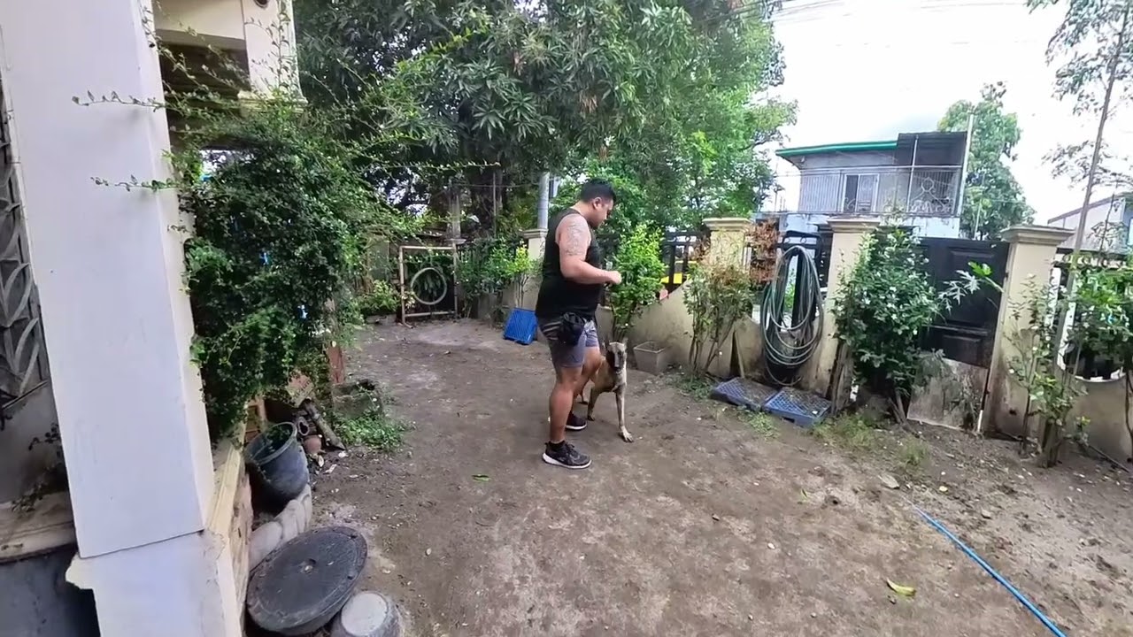 Reporting Video to Our Client: PEPPER (BELGIAN MALINOIS) REPORTING VIDEO